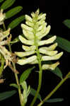 Canadian milkvetch